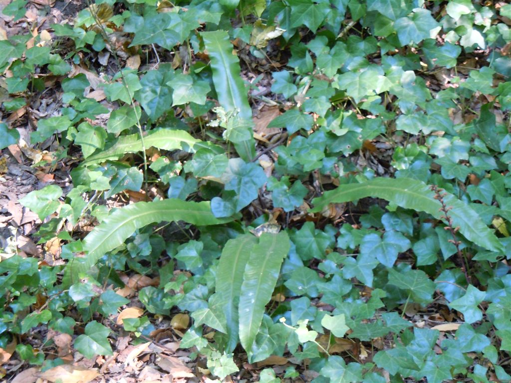 Phyllitis scolopendrium